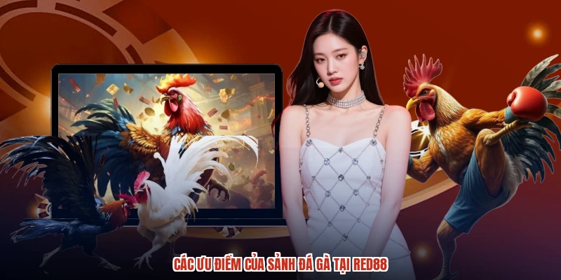 Các ưu điểm của sảnh đá gà tại RED88 Các ưu điểm của sảnh đá gà tại RED88